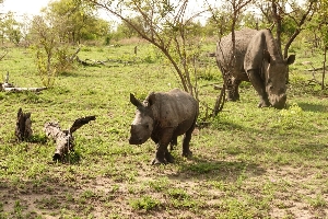 Online safari